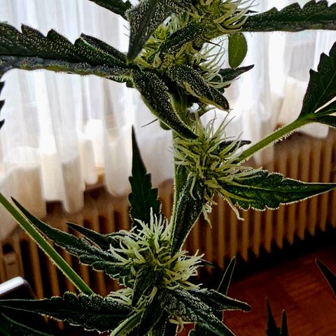 Lemon Auto #5 growlog timeline photo
