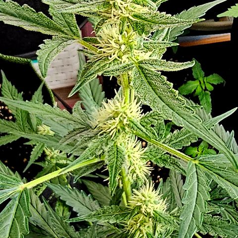 Lemon Auto #5 growlog timeline photo