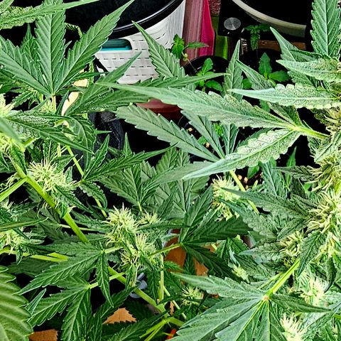 Lemon Auto #5 growlog timeline photo