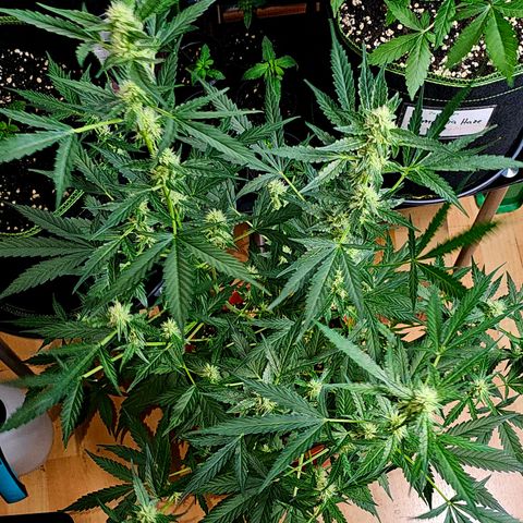 Lemon Auto #5 growlog timeline photo