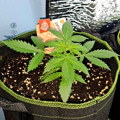 Do-Si-Dos #1 growlog timeline photo