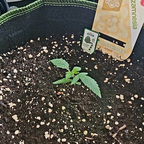Apple Fritter Auto #1 growlog timeline photo