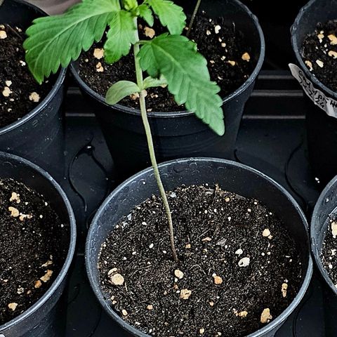 April Ape #2 growlog timeline photo