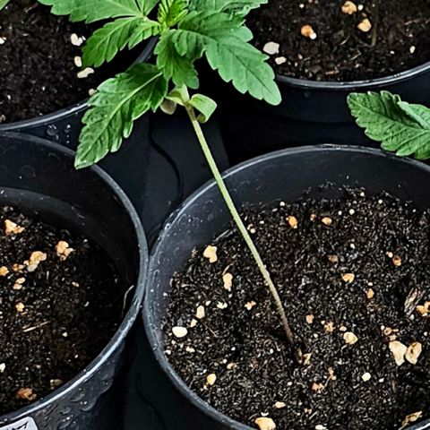 Stinky May #1 growlog timeline photo
