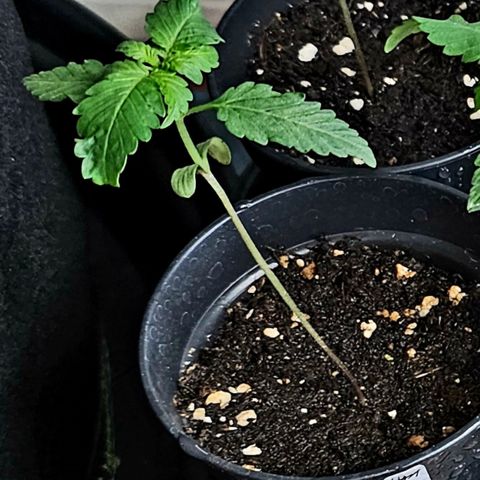 Good April #1 growlog timeline photo
