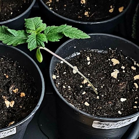 Stinky May #2 growlog timeline photo