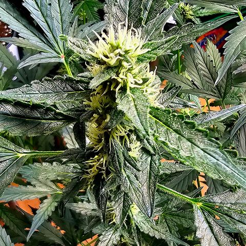 Lemon Auto #5 growlog timeline photo