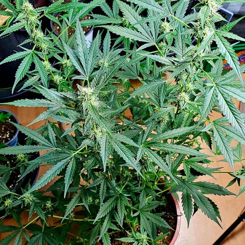 Lemon Auto #5 growlog timeline photo
