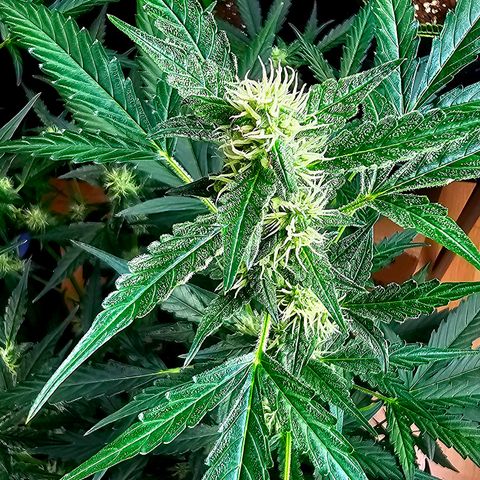 Lemon Auto #5 growlog timeline photo