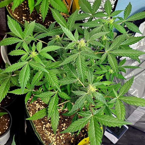 Amnesia Haze Auto #2 growlog timeline photo