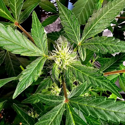 Amnesia Haze Auto #2 growlog timeline photo