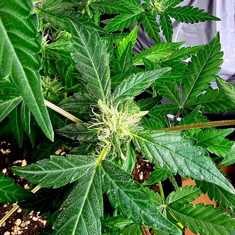 Amnesia Haze Auto #2 growlog timeline photo
