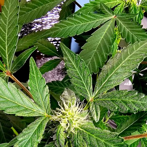 Amnesia Haze Auto #2 growlog timeline photo