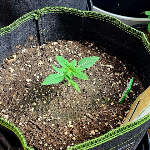 Apple Fritter Auto #1 growlog timeline photo