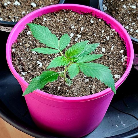 April Ape #2 growlog timeline photo