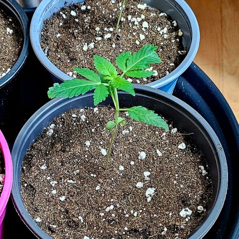 Good April #1 growlog timeline photo