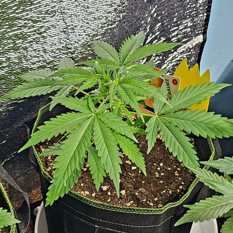 Sunset Sherbet Auto #1 growlog timeline photo