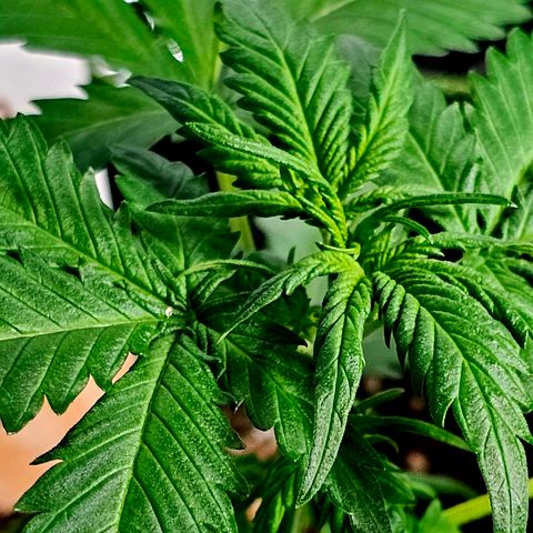 Do-Si-Dos #1 growlog timeline photo