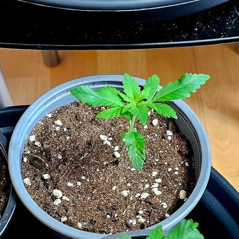 Stinky May #1 growlog timeline photo