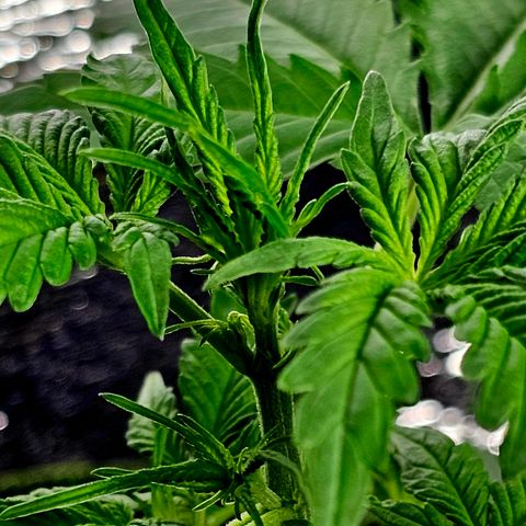 Sunset Sherbet Auto #1 growlog timeline photo