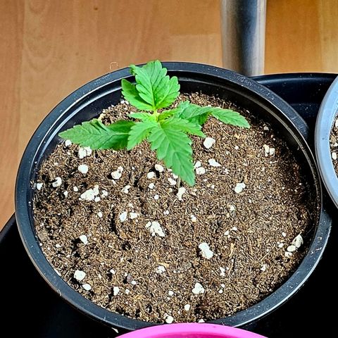 Stinky May #2 growlog timeline photo