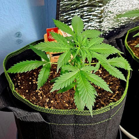 Do-Si-Dos #1 growlog timeline photo