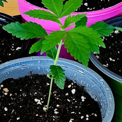 Stinky May #1 growlog timeline photo