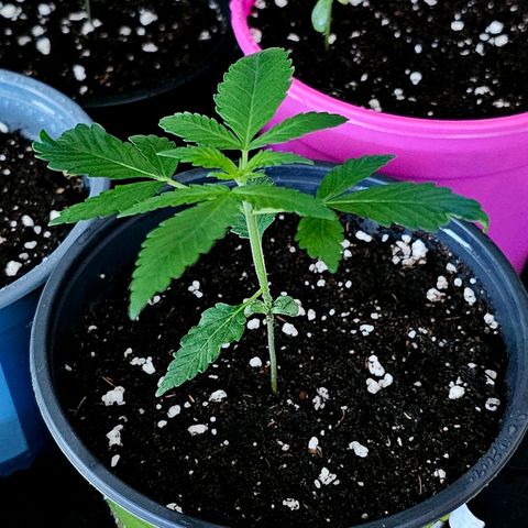 Good April #1 growlog timeline photo