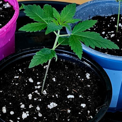 Stinky May #2 growlog timeline photo