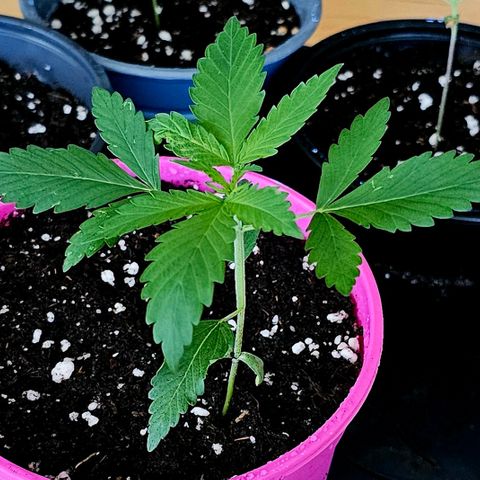 April Ape #2 growlog timeline photo