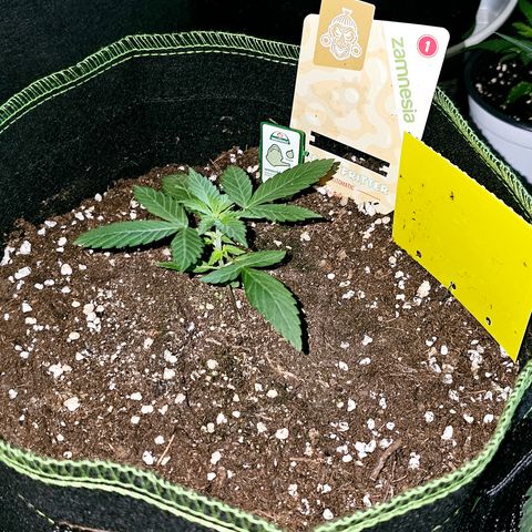 Apple Fritter Auto #1 growlog timeline photo