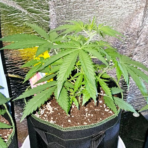 Sunset Sherbet Auto #1 growlog timeline photo