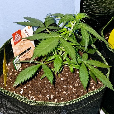 Do-Si-Dos #1 growlog timeline photo