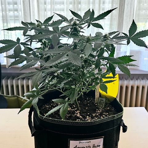 Amnesia Haze Auto #2 growlog timeline photo