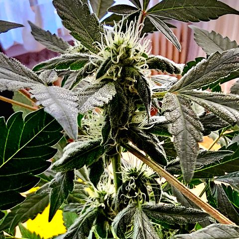 Amnesia Haze Auto #2 growlog timeline photo