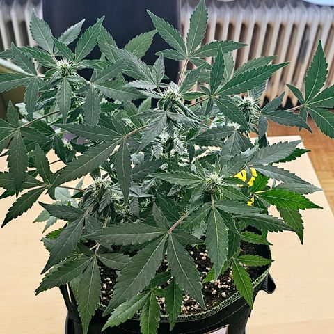 Amnesia Haze Auto #2 growlog timeline photo