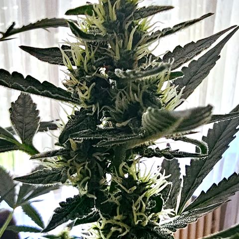 Lemon Auto #5 growlog timeline photo