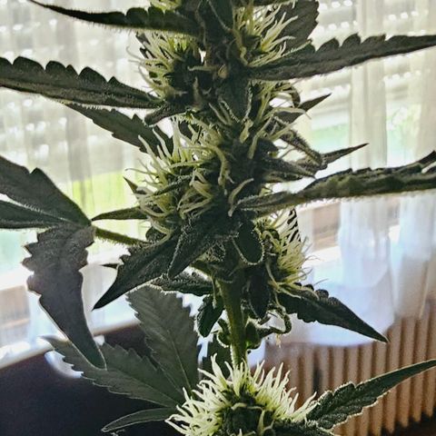 Lemon Auto #5 growlog timeline photo