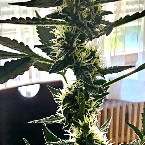 Lemon Auto #5 growlog timeline photo