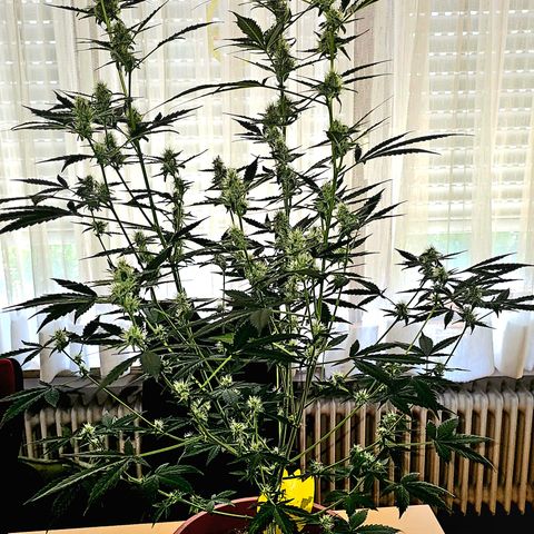Lemon Auto #5 growlog timeline photo