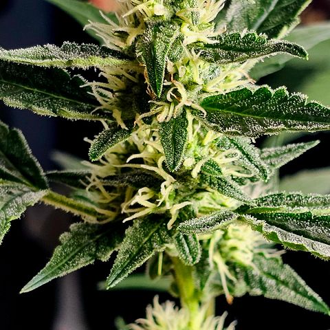 Lemon Auto #5 growlog timeline photo