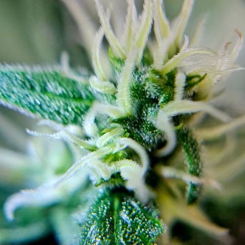 Lemon Auto #5 growlog timeline photo