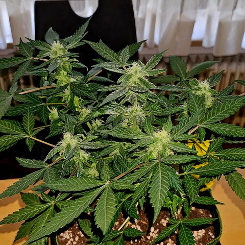 Amnesia Haze Auto #2 growlog timeline photo