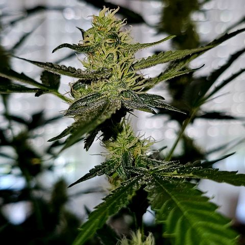 Lemon Auto #5 growlog timeline photo