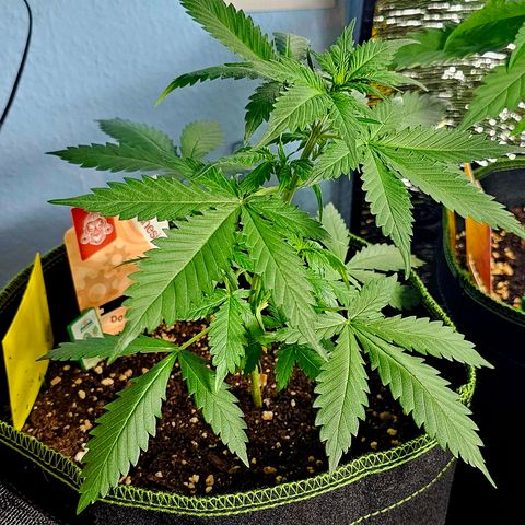 Do-Si-Dos #1 growlog timeline photo