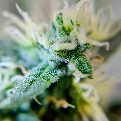 Lemon Auto #5 growlog timeline photo