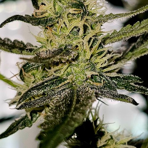 Lemon Auto #5 growlog timeline photo