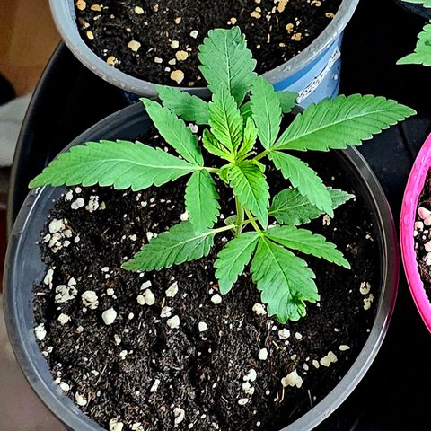 Good April #1 growlog timeline photo