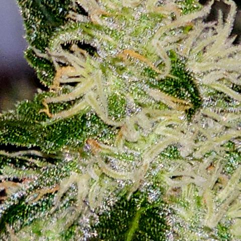 Lemon Auto #5 growlog timeline photo
