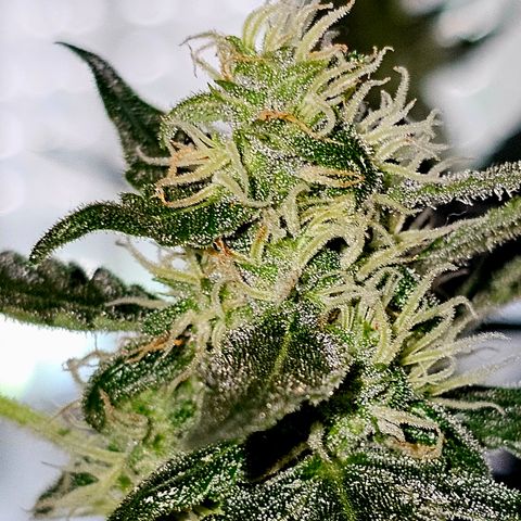 Lemon Auto #5 growlog timeline photo